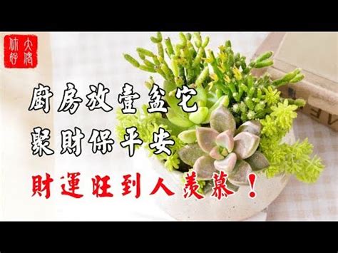 龍骨植物風水|龍骨植物招財法